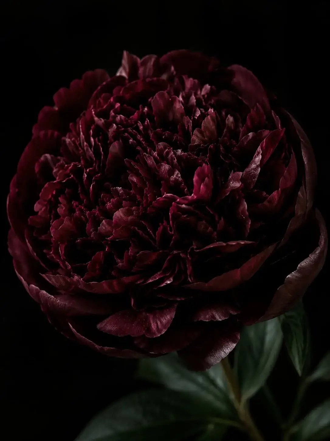 Noir Rouge