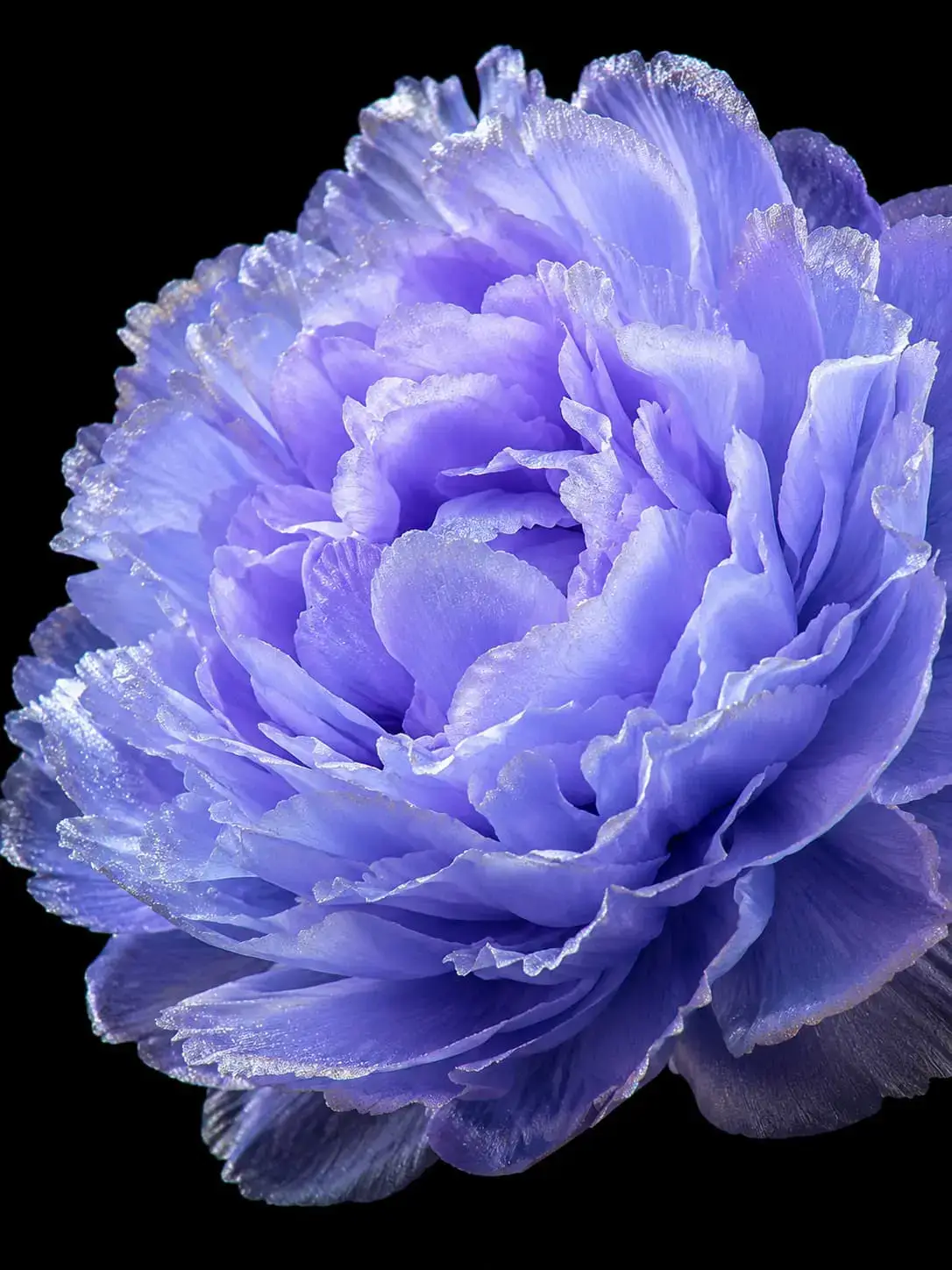 Lavender Mist