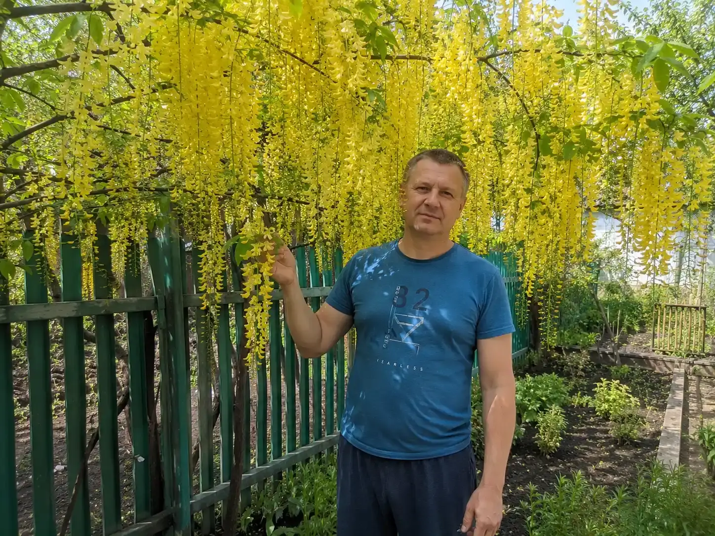 Гліцинія фото 5