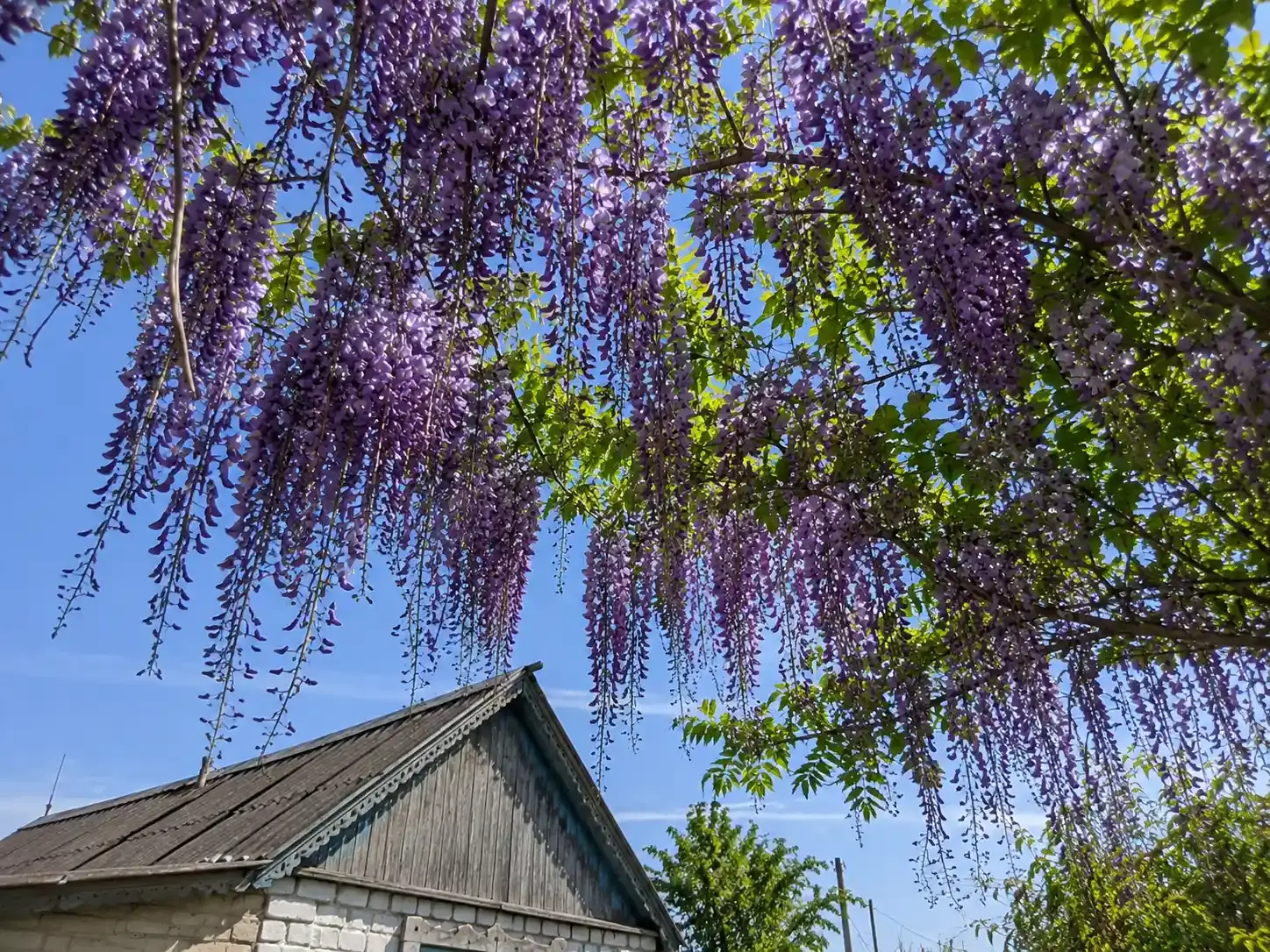 Гліцинія фото 6
