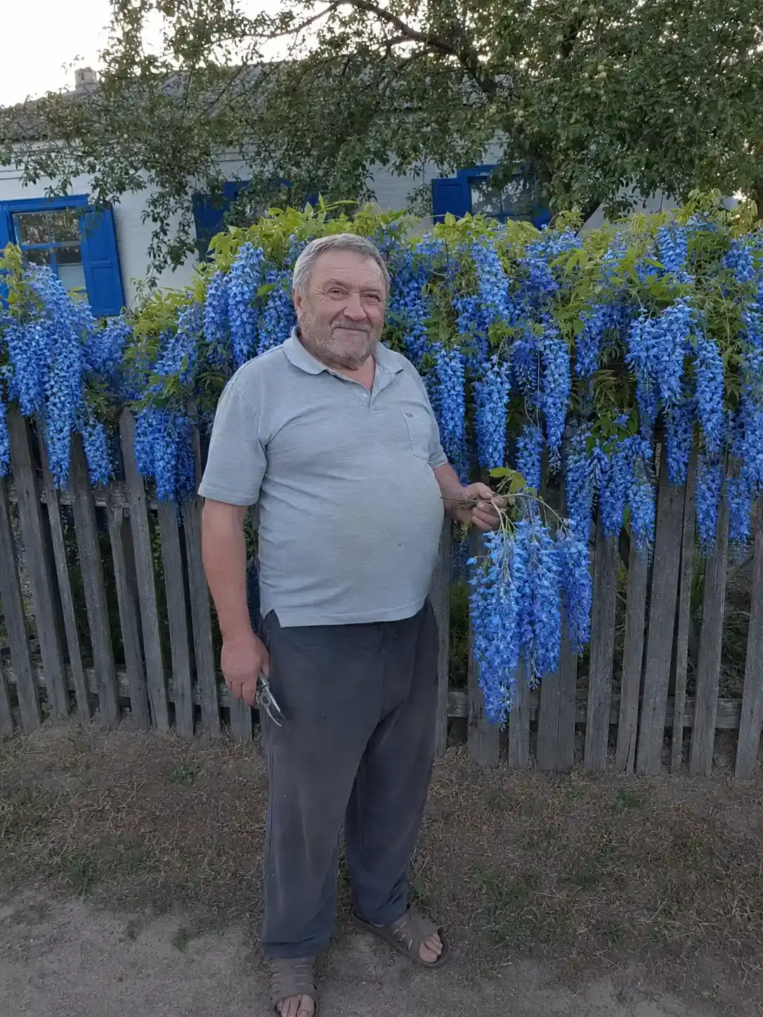 Гліцинія Флорея блакитна