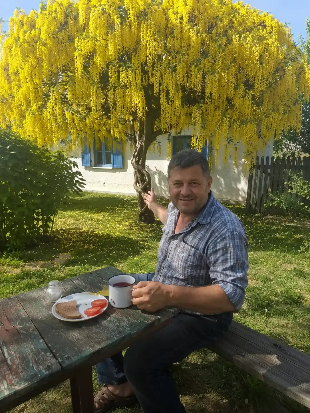 Гліцинія Флорея жовта