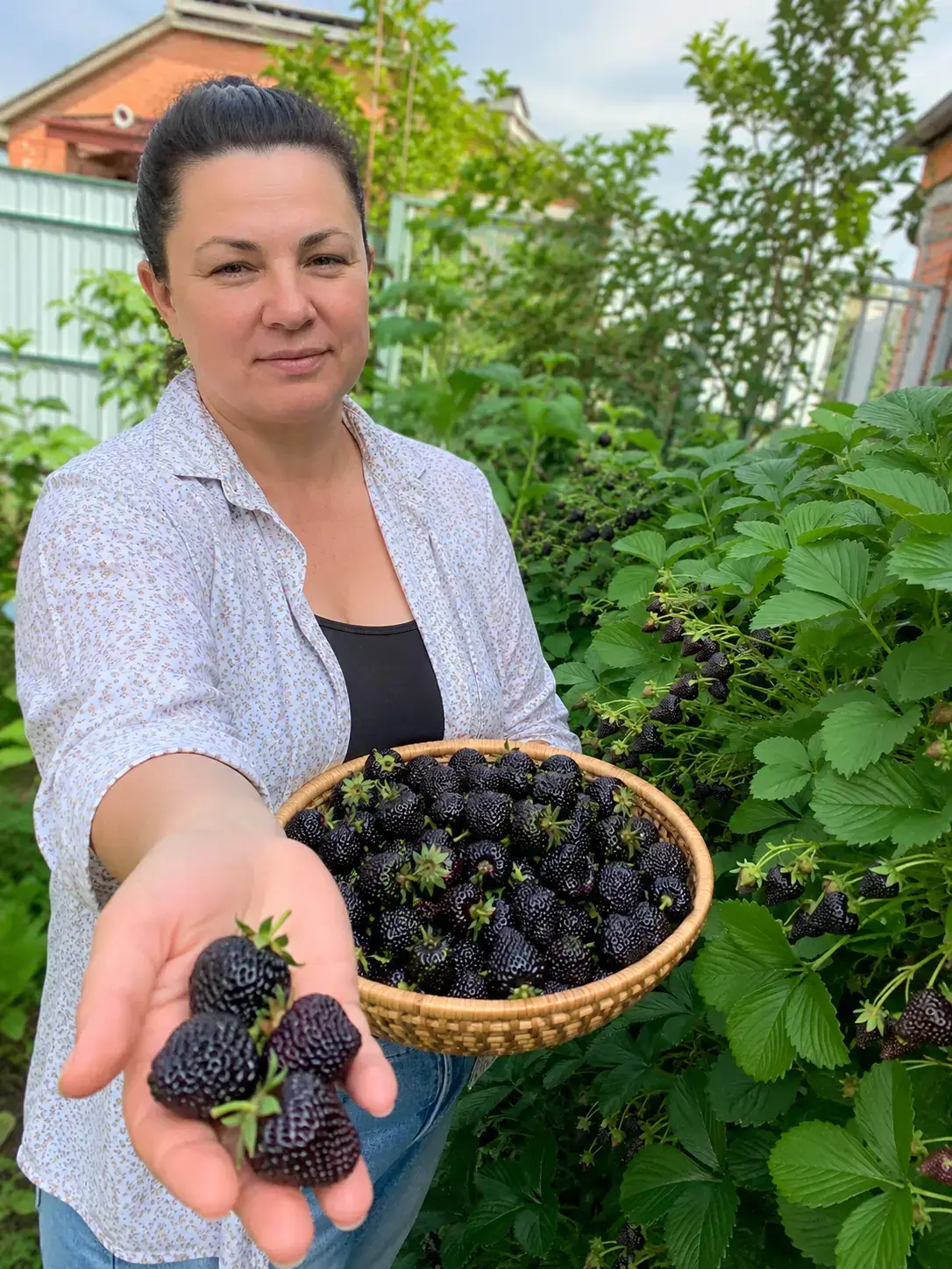 Розсада полуниці