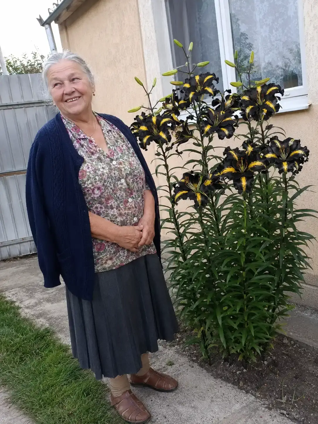 Лілія у саду