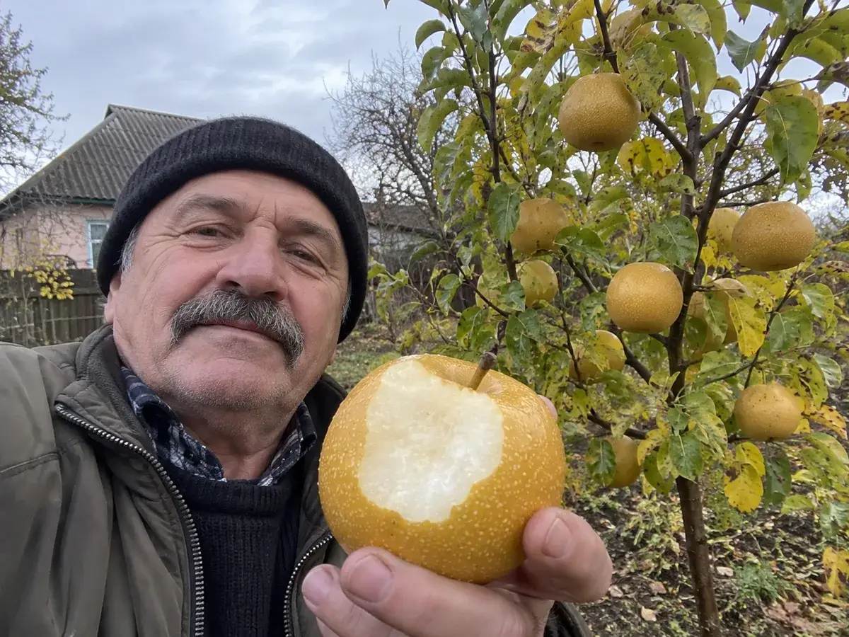 Груші «Наші»: плоди та сад